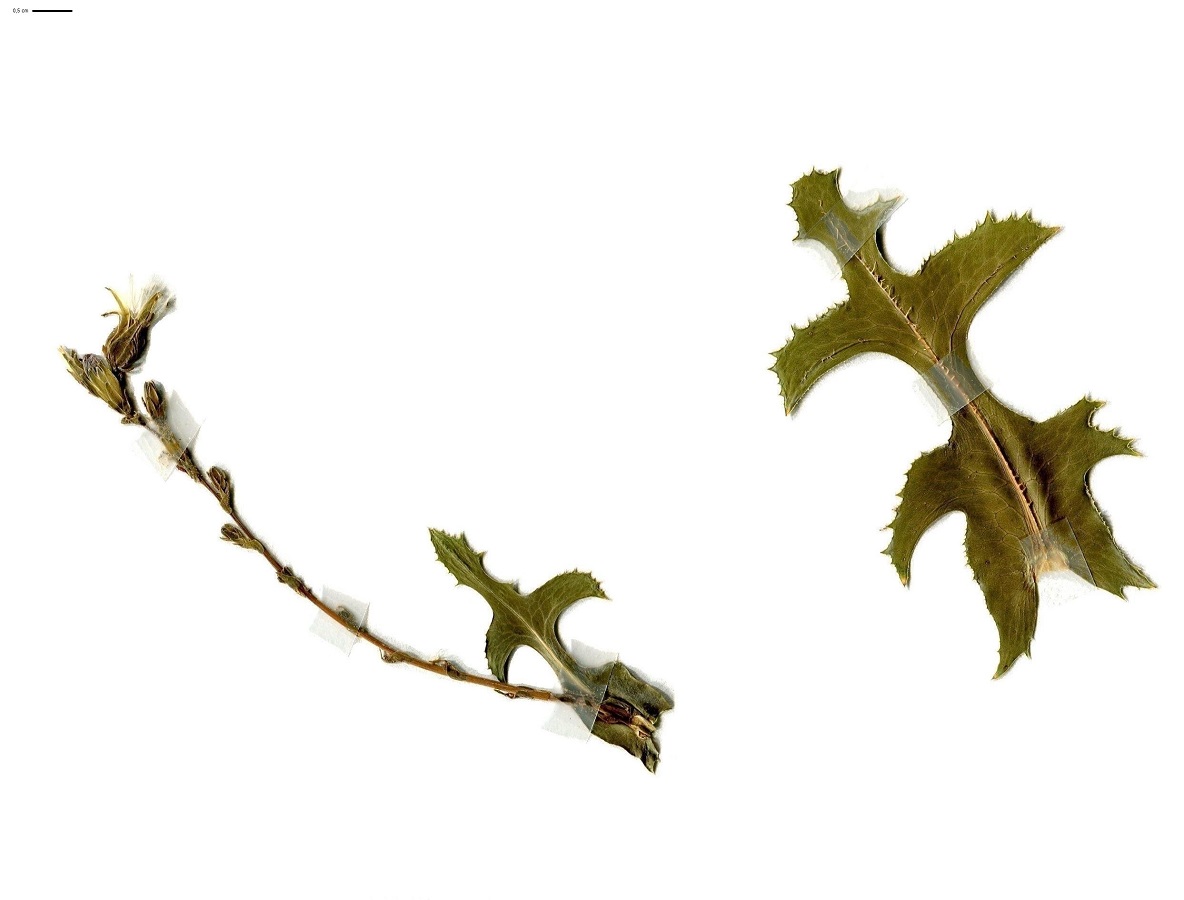Lactuca serriola (Asteraceae)